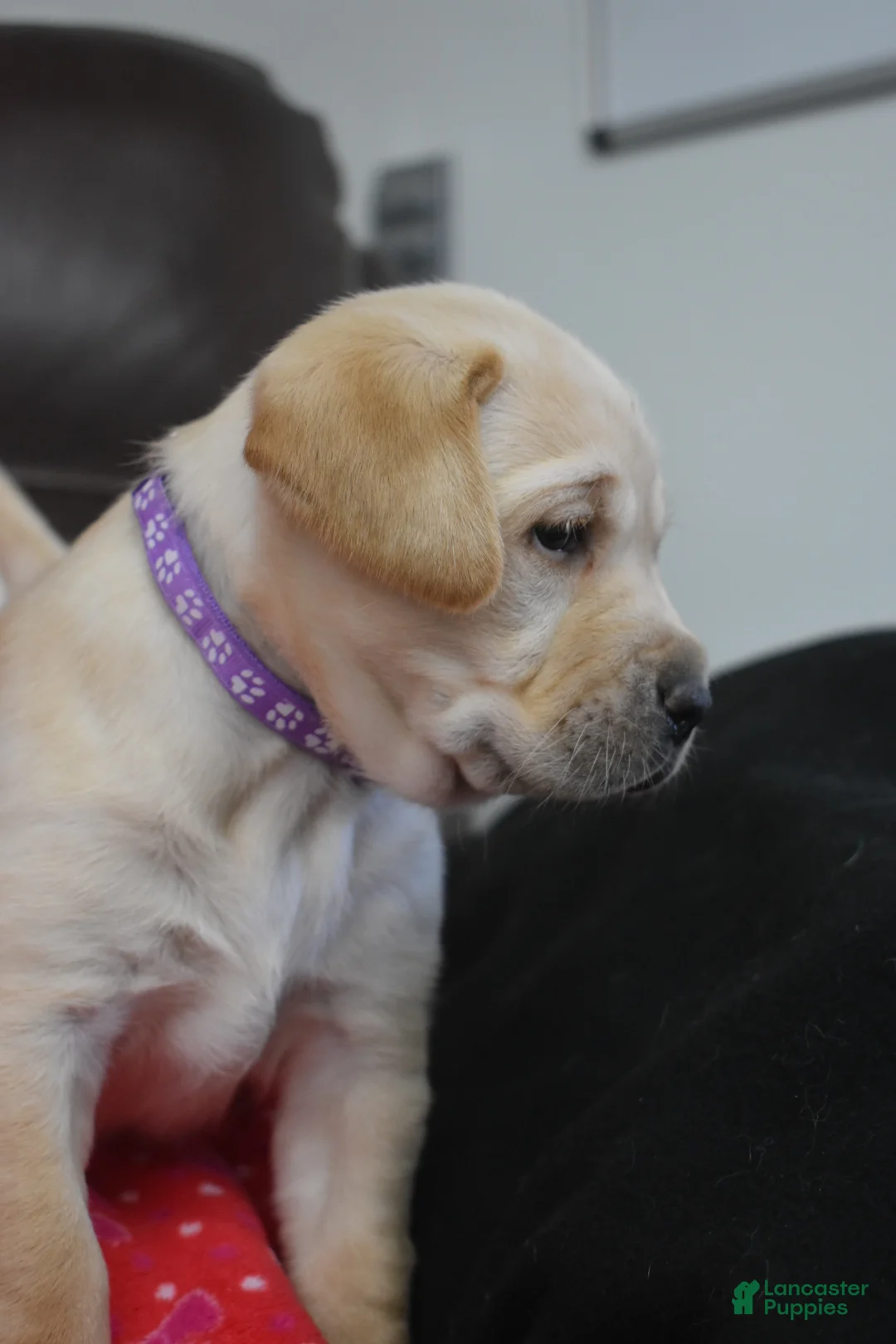 Labrador Retriever dogs for sale: Labrador Retriever Puppy 2 - Ad 2