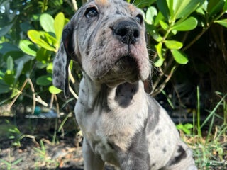 Great Dane dogs Giant - Ad 2