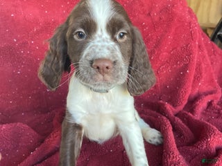 English Springer Spaniel dogs - Ad 14