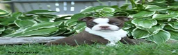 Boston Terrier dogs for sale: Vivoldi - Ad 4