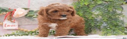 Cavapoo dogs for sale: Jerrick - Ad 4
