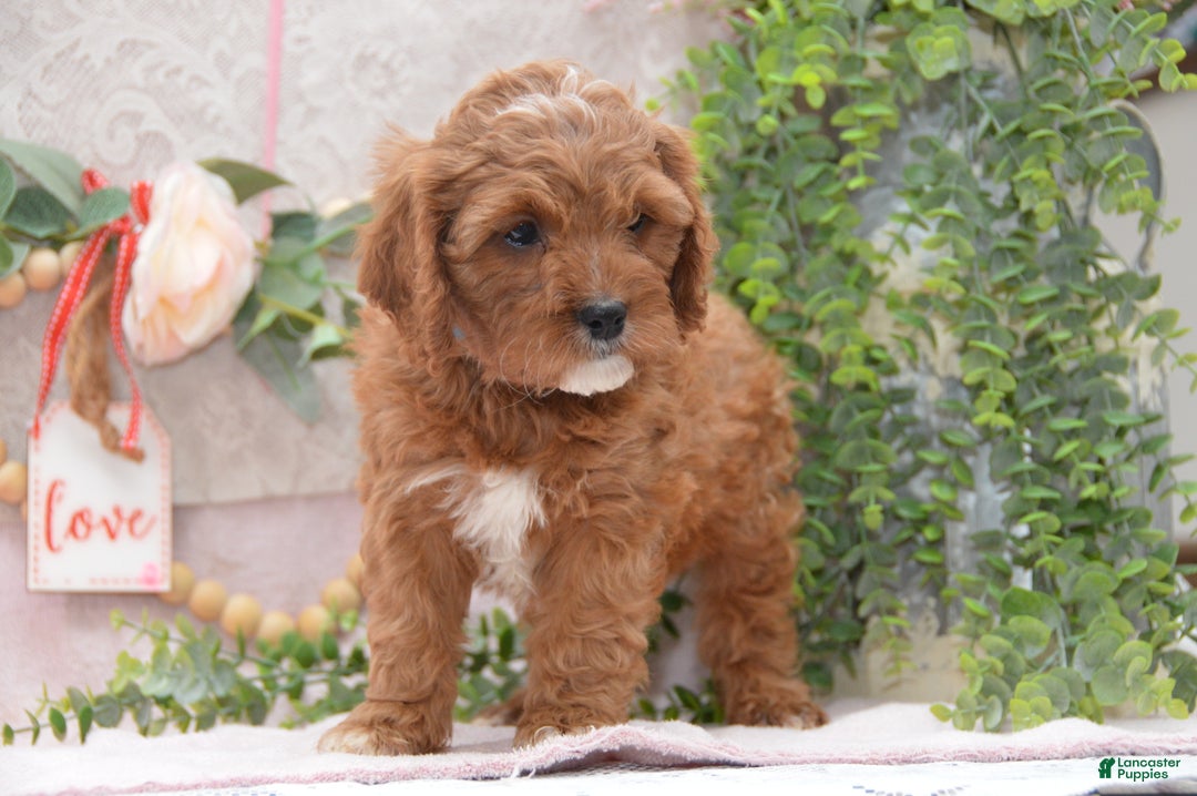 Cavapoo dogs for sale: Jerrick - Ad 4