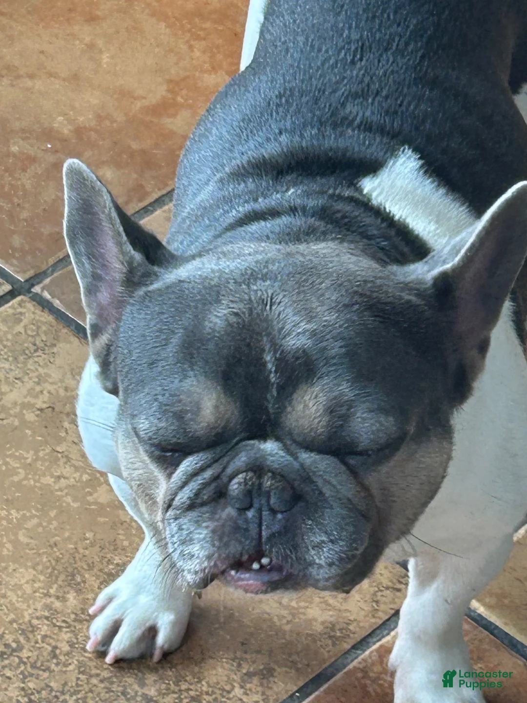 French Bulldog dogs for sale: French Bulldog 1 - Ad 2