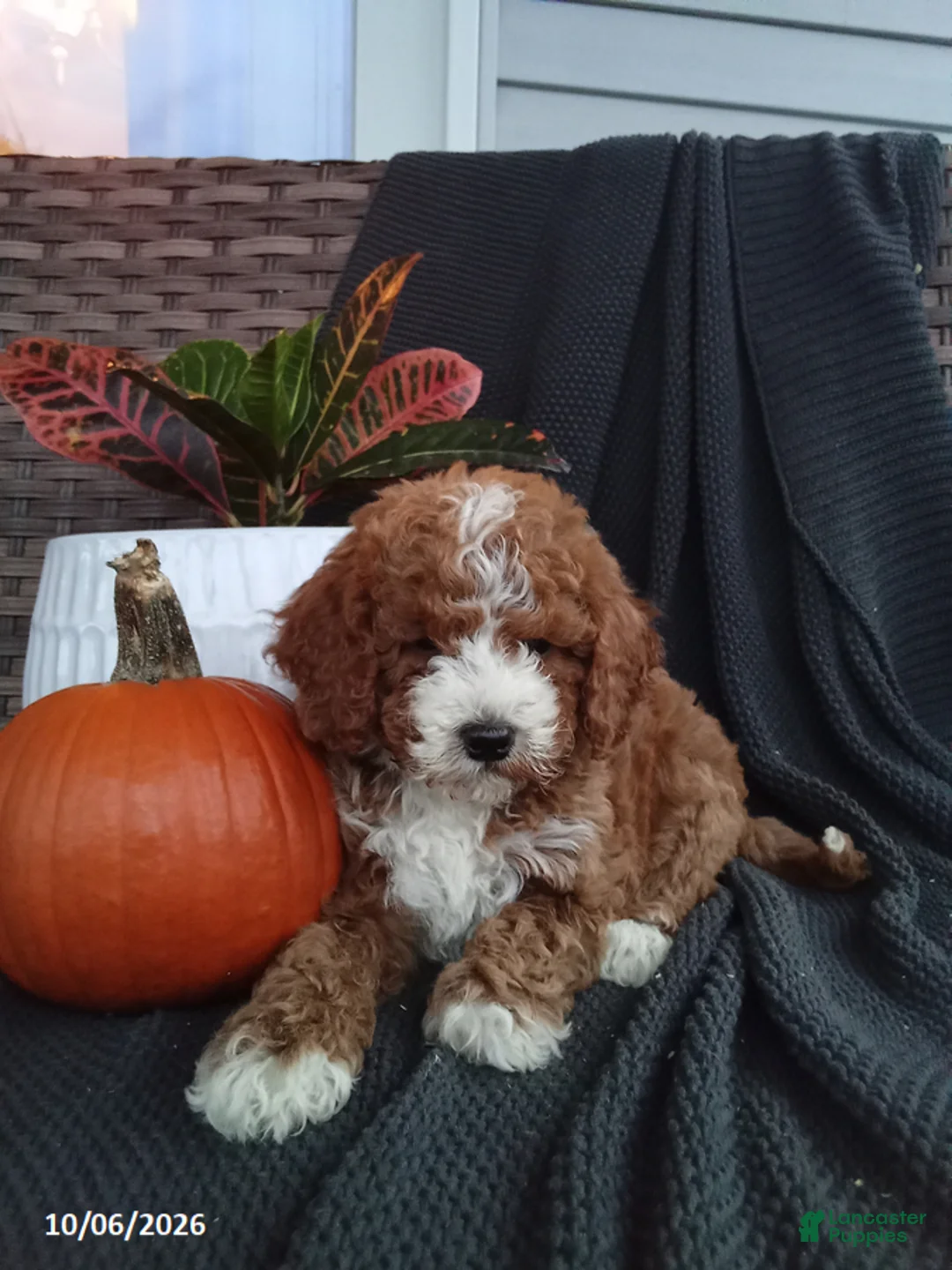 Mixed Breed dogs for sale: Edith - Ad 1