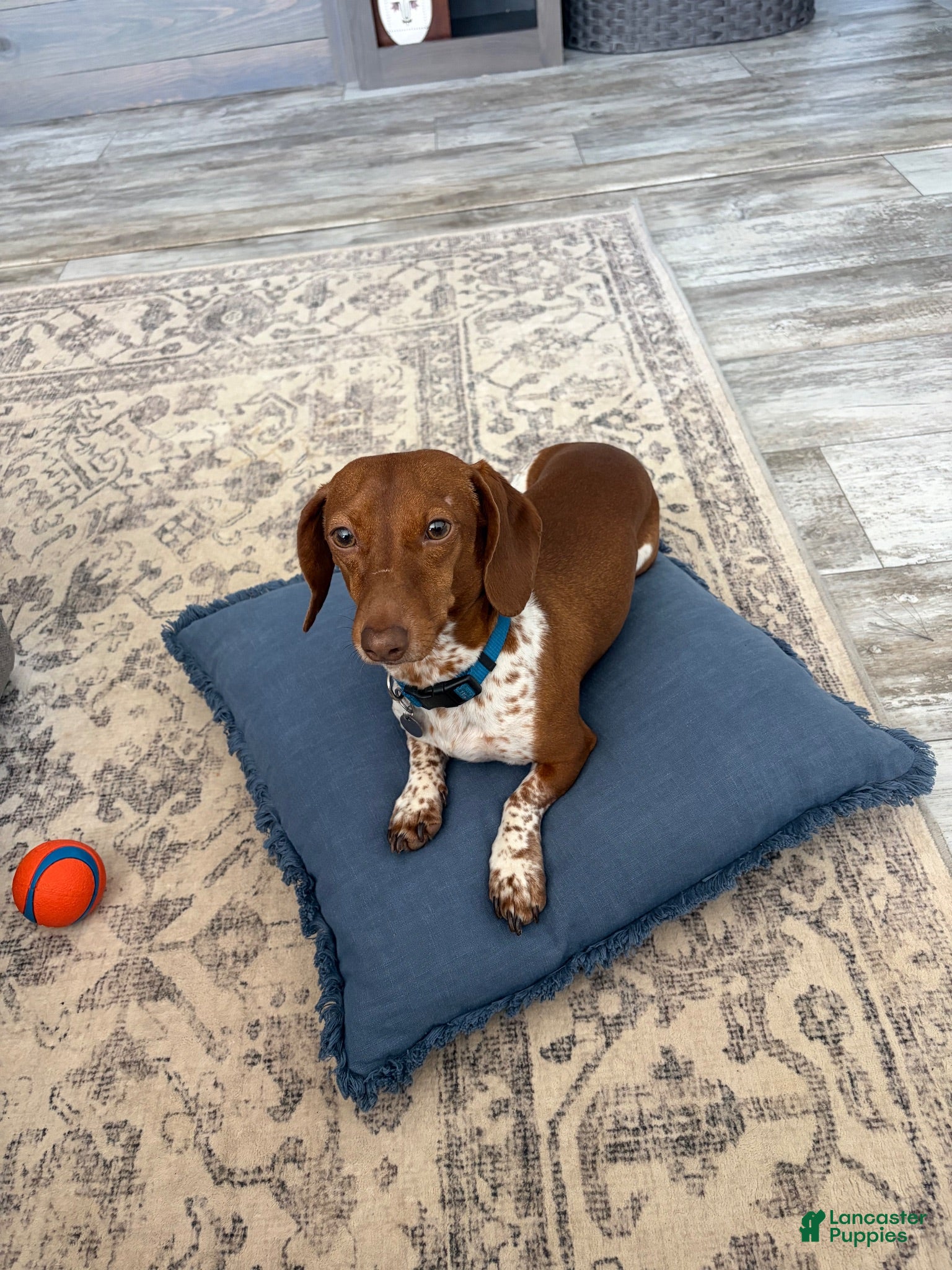 Dachshund dogs Opie stud - Ad 4