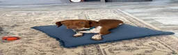 Dachshund dogs for stud: Opie stud - Ad 1