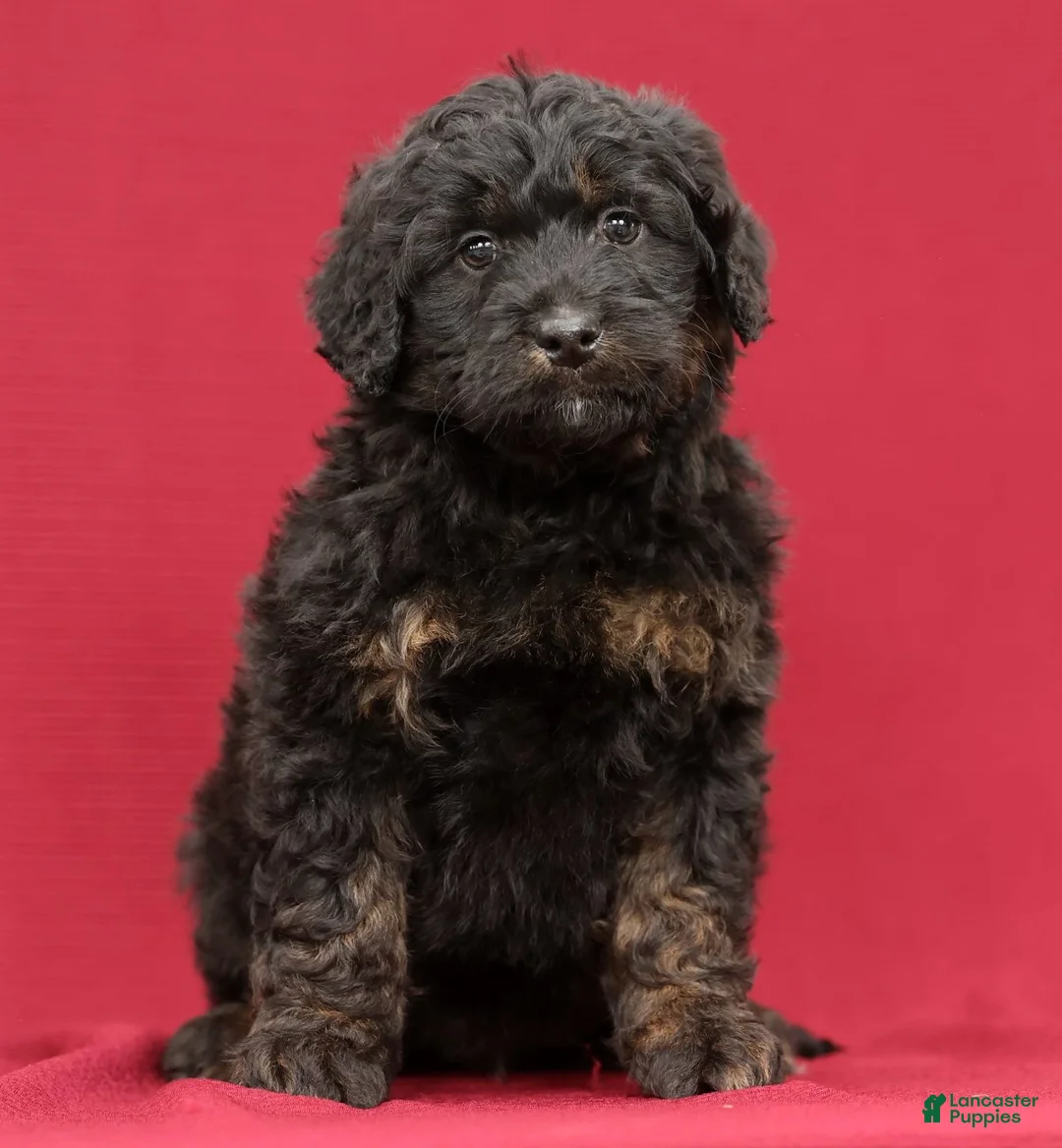 Mini Bernedoodle dogs for sale: Russ - Ad 2