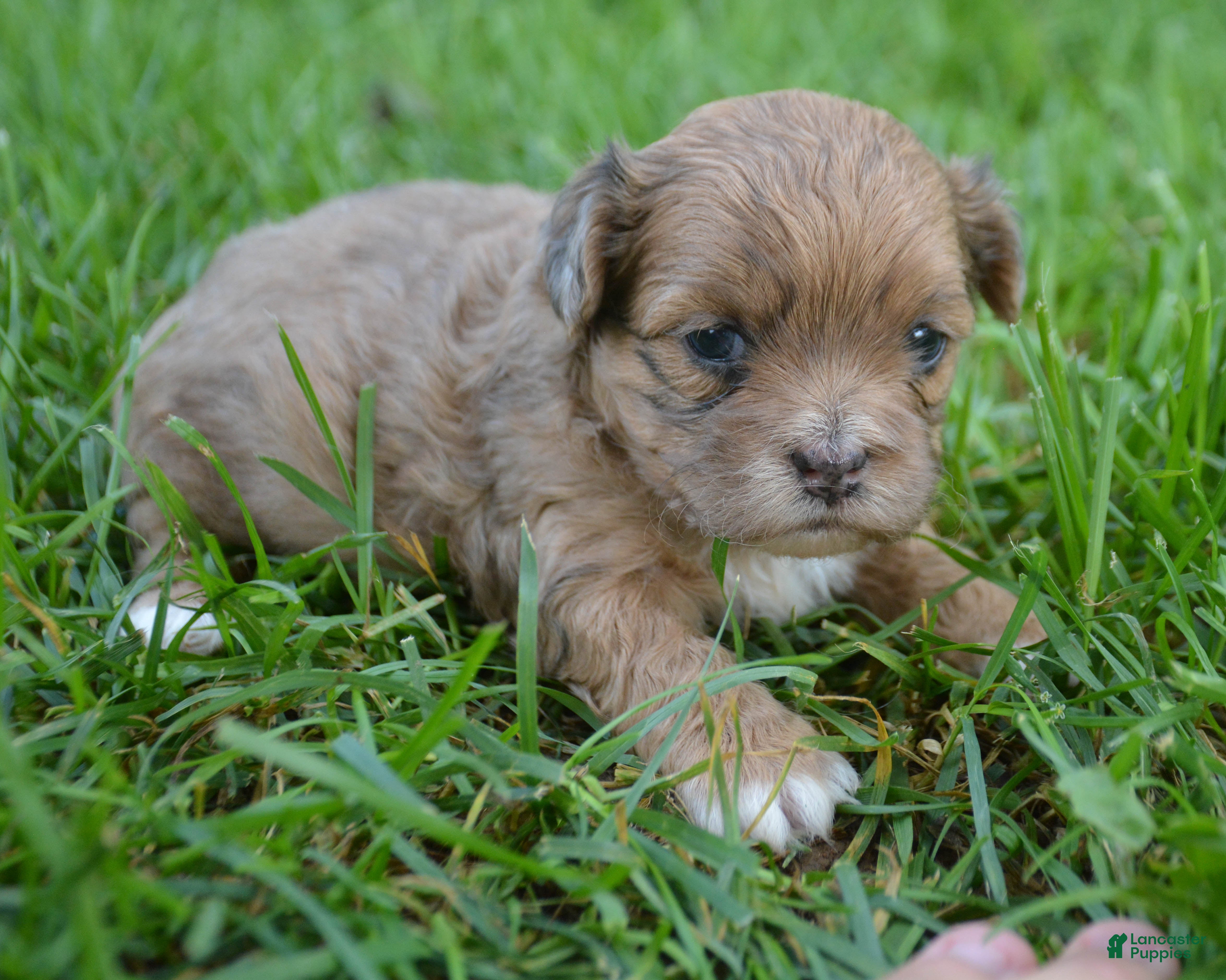 Shihpoo dogs Sheila Shihpoo 2 - Ad 1