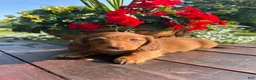 Miniature Dachshund dogs for sale: Tanner - Ad 2