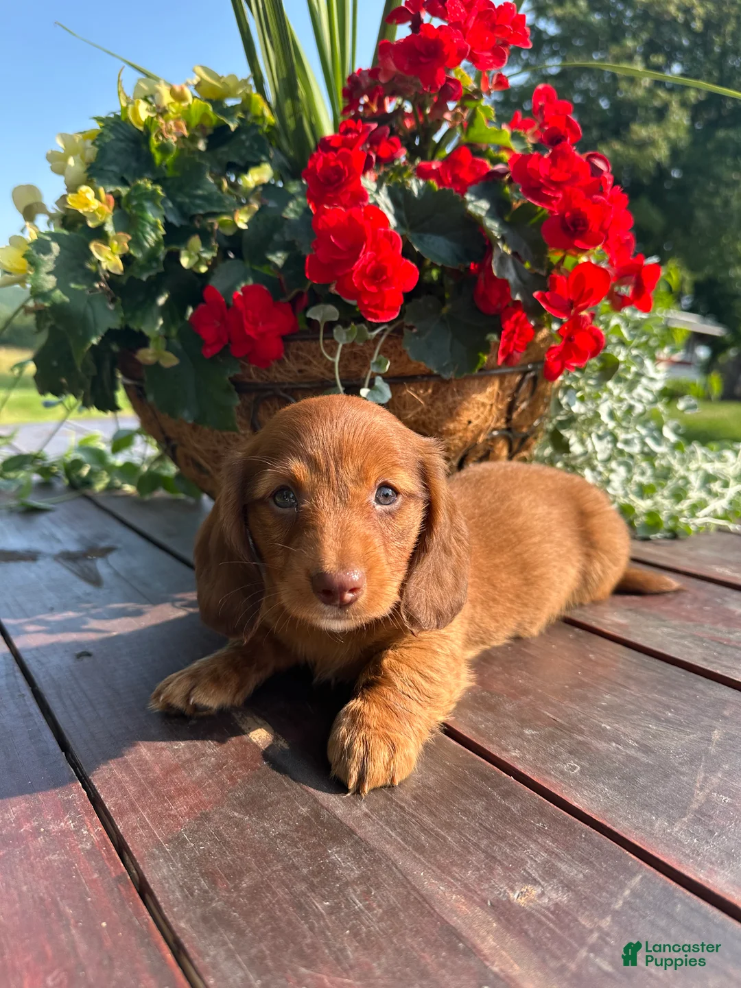 Miniature Dachshund dogs for sale: Tanner - Ad 2
