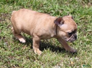 French Bulldog dogs SASHA RED MERLE - Ad 20