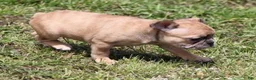 French Bulldog dogs for sale: SASHA RED MERLE - Ad 1