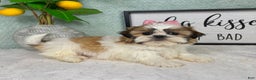 Shih Tzu dogs for sale: Shelby  - Ad 2