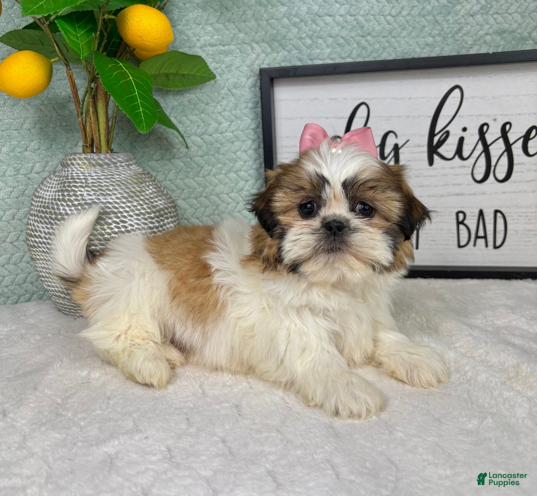 Shih Tzu dogs for sale: Shelby  - Ad 2