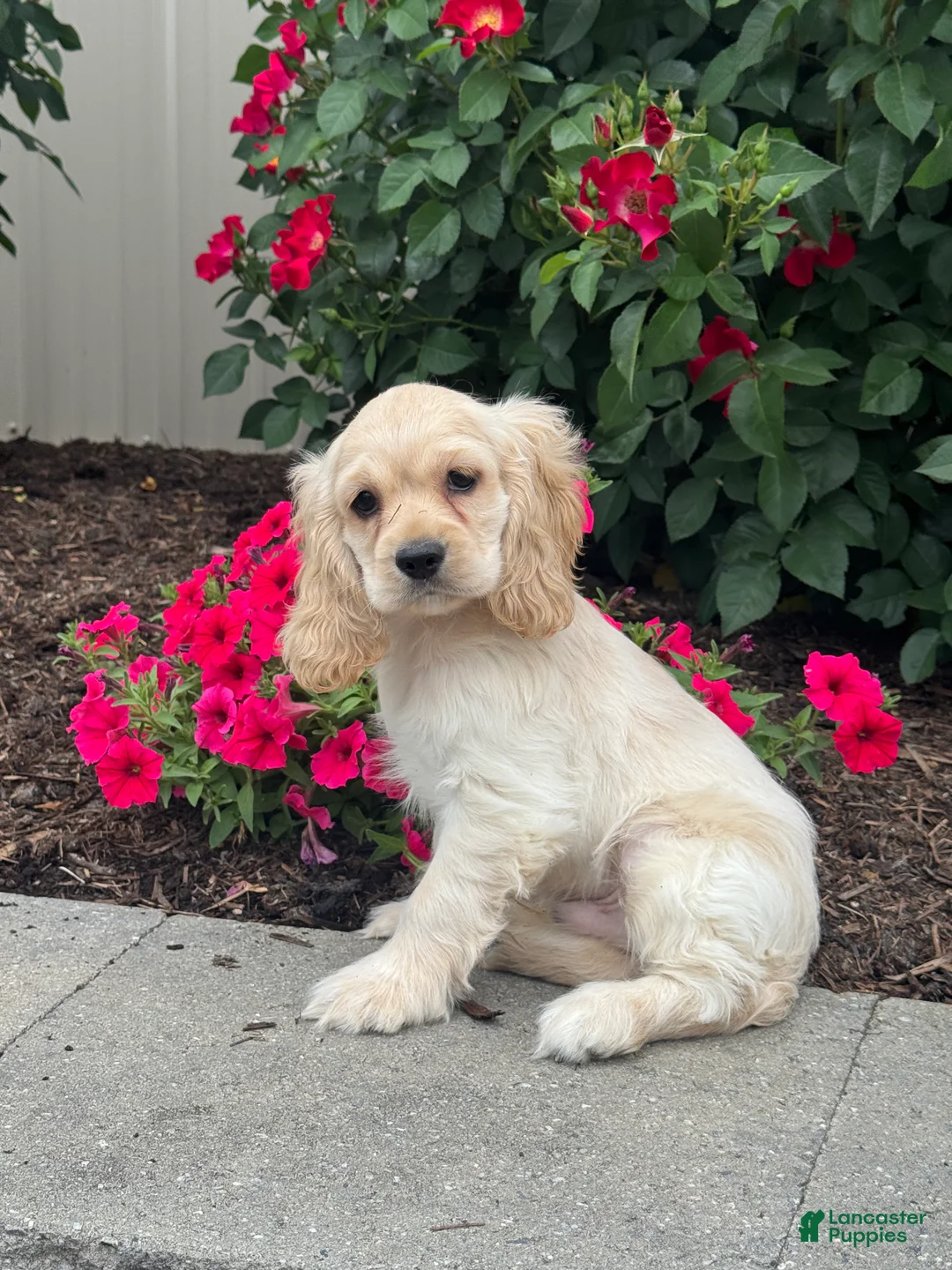 Cocker Spaniel dogs for sale: Chico - Ad 2