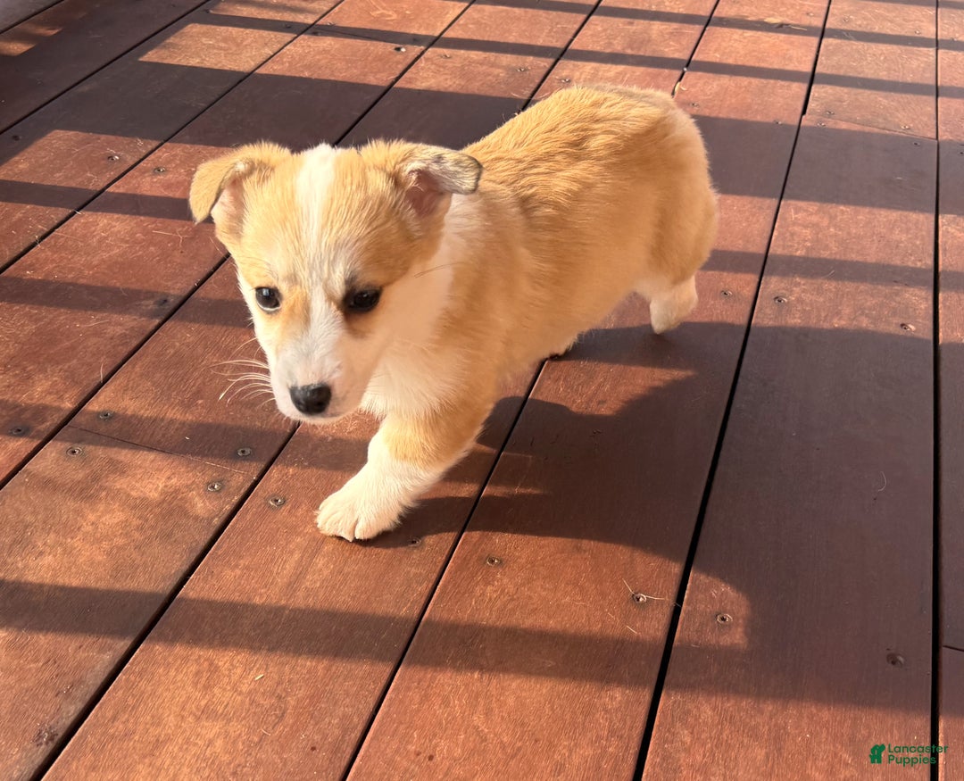 Welsh Corgi Pembroke dogs for sale: Bonnie Sue - Ad 13
