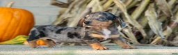 Miniature Dachshund dogs for sale:  Zino 🐕 - Ad 20