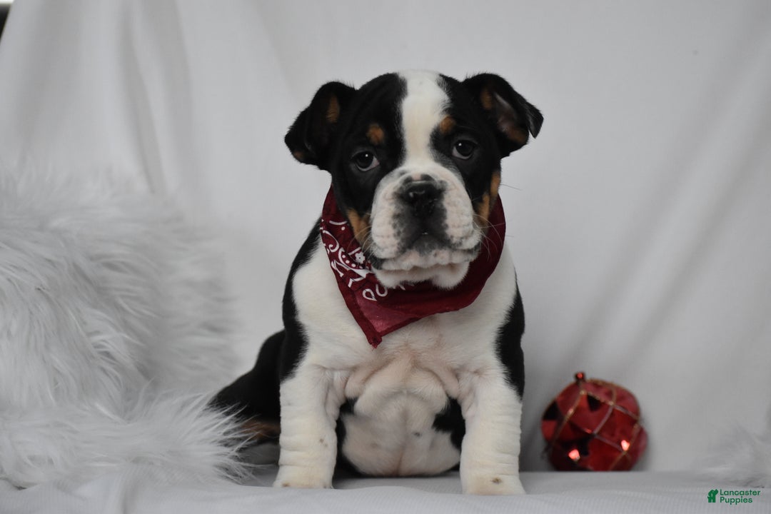 Mixed Breed dogs for sale: Tyson - Ad 7