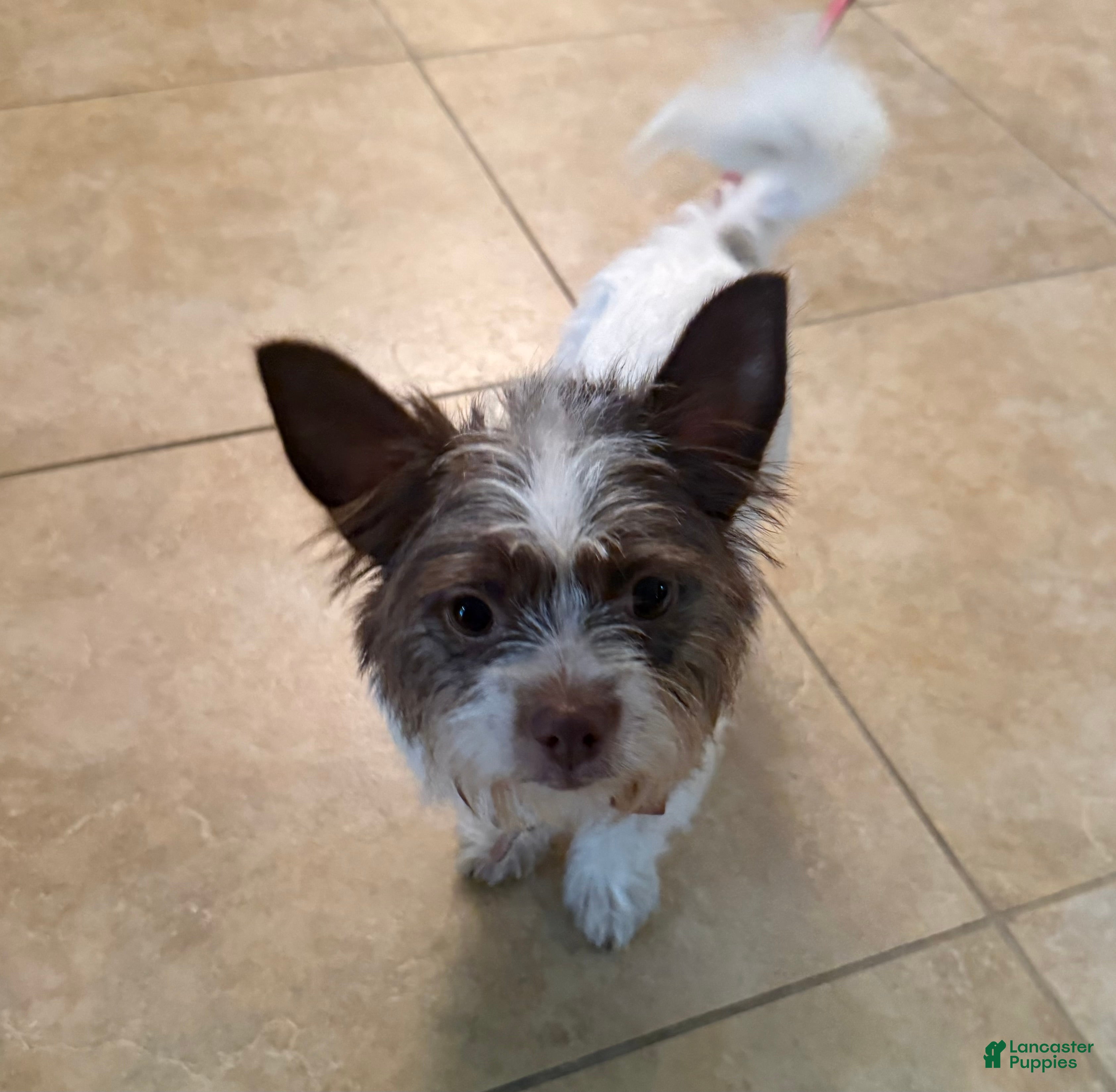 Mixed Breed dogs Stella - Ad 2