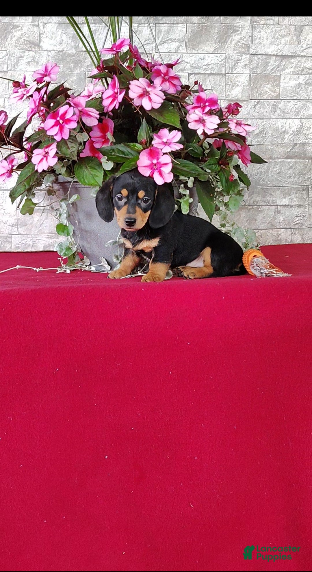 Miniature Dachshund dogs Kassandra - Ad 1