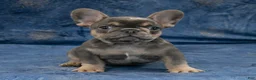 French Bulldog dogs for sale: Rusty - Ad 8
