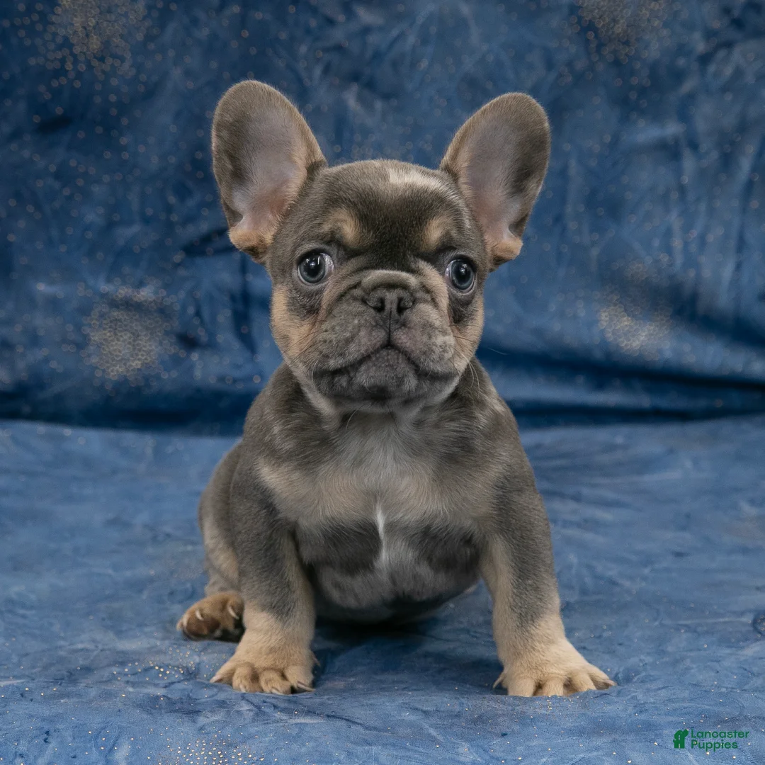French Bulldog dogs for sale: Rusty - Ad 8