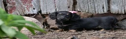 Miniature Dachshund dogs for sale: Bella - Ad 3