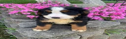 Bernese Mountain Dog dogs for sale: Ranger - Ad 4