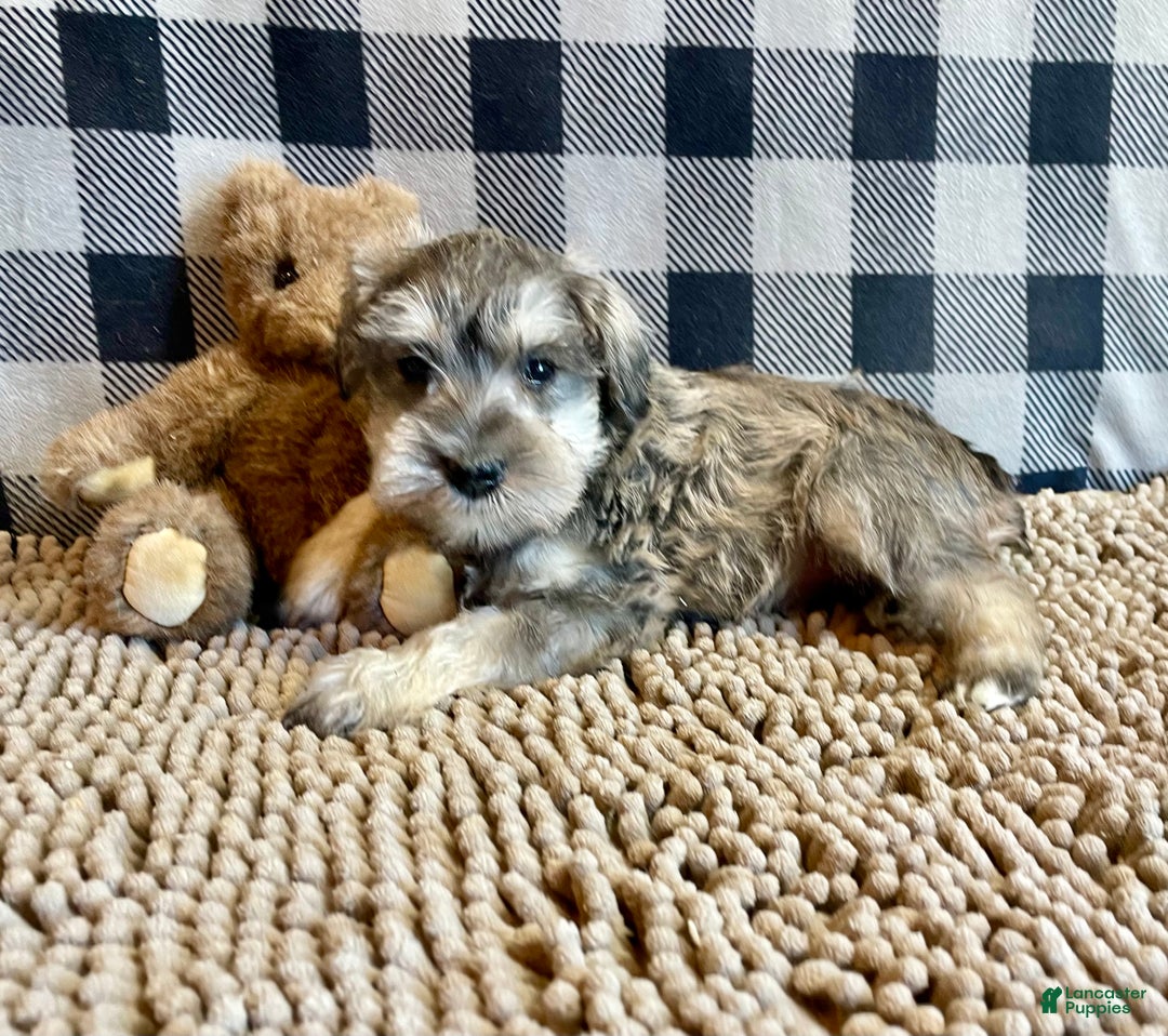 Miniature Schnauzer dogs for sale: Jake - Ad 8