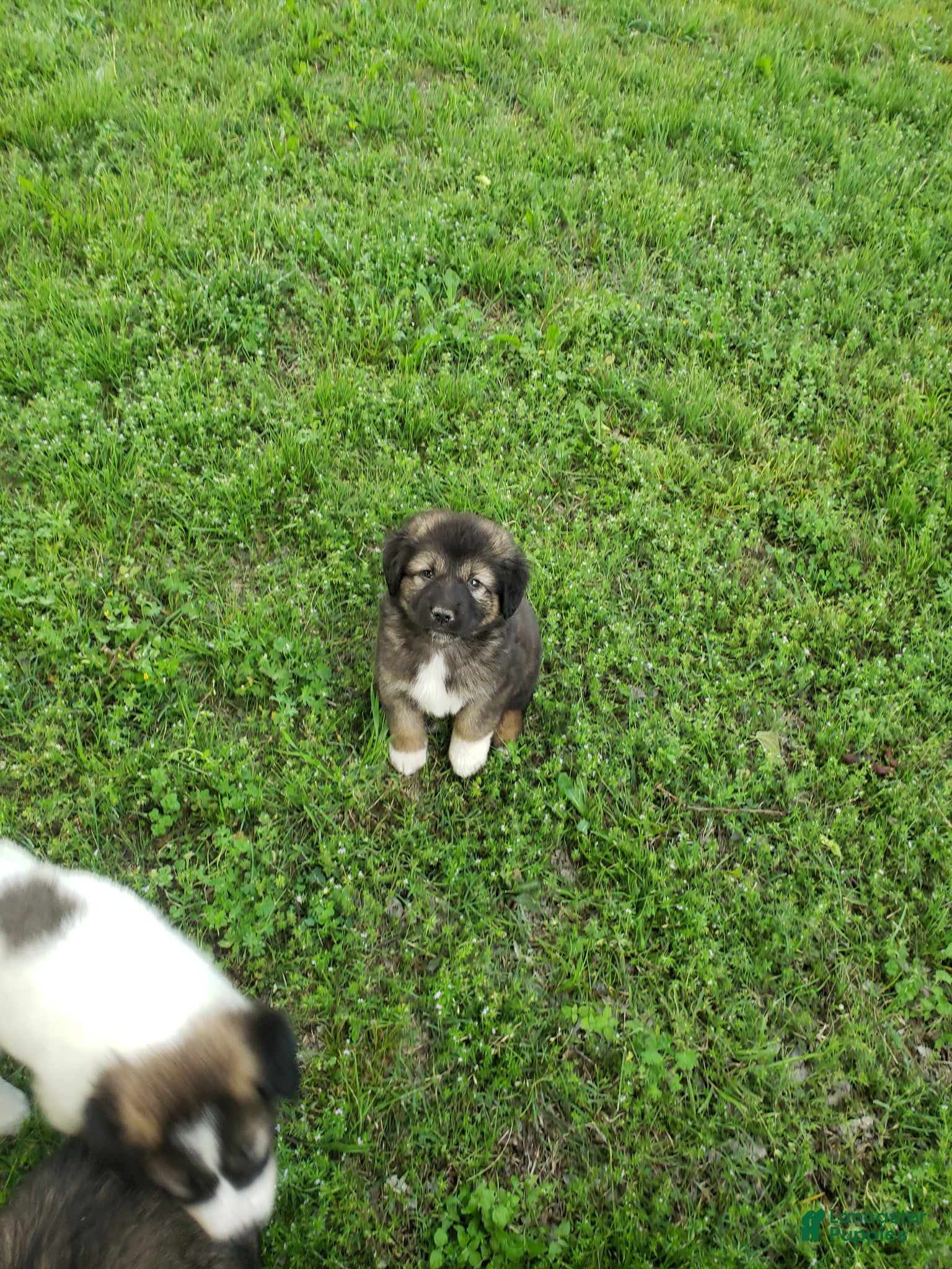 Caucasian Shepherd Dog dogs Caucasian Shepherd Dog Puppy 8 - Ad 5
