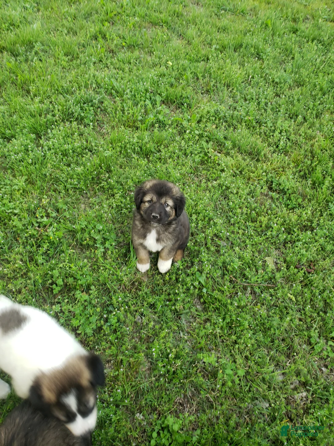 Caucasian Shepherd Dog dogs for sale: Caucasian Shepherd Dog Puppy 8 - Ad 1