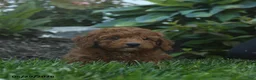 Mini Goldendoodle dogs for sale: Neil - Ad 5