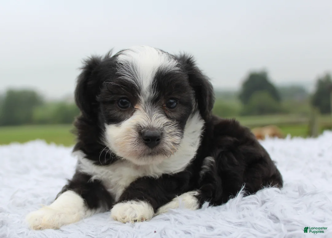 Mini Aussiedoodle dogs for sale: Mini Aussiedoodle 5 - Ad 3