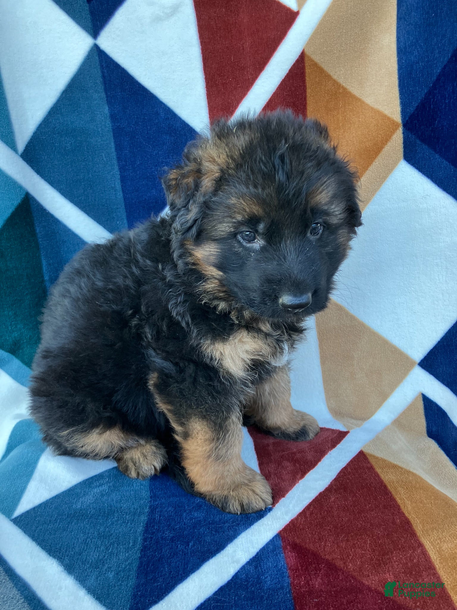 German Shepherd dogs for sale: Stetson-Male - Ad 2