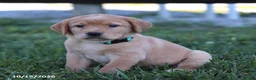 Labrador Retriever dogs for sale: Sandy - Ad 4