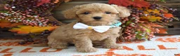 Maltipoo dogs for sale: Molly - Ad 3