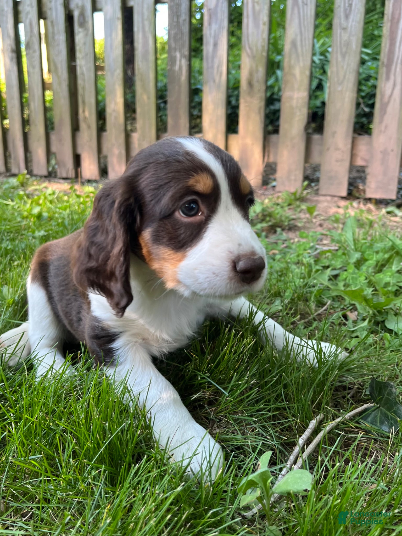 English Springer Spaniel dogs Spice - Ad 29