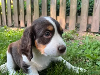 English Springer Spaniel dogs Spice - Ad 29