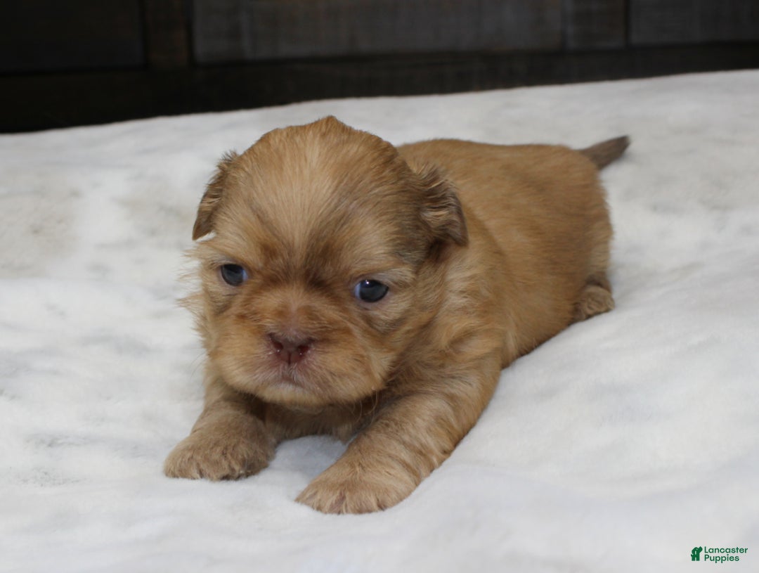 Shih Tzu dogs for sale: Silas - Ad 6