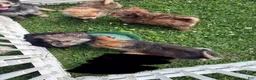 Chorkie dogs for sale: Chorkie 2 - Ad 12