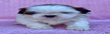 Bonnie