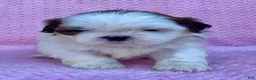 Shih Tzu dogs for sale: Bonnie - Ad 1