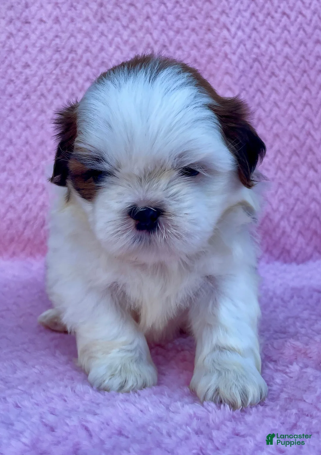 Shih Tzu dogs for sale: Bonnie - Ad 1