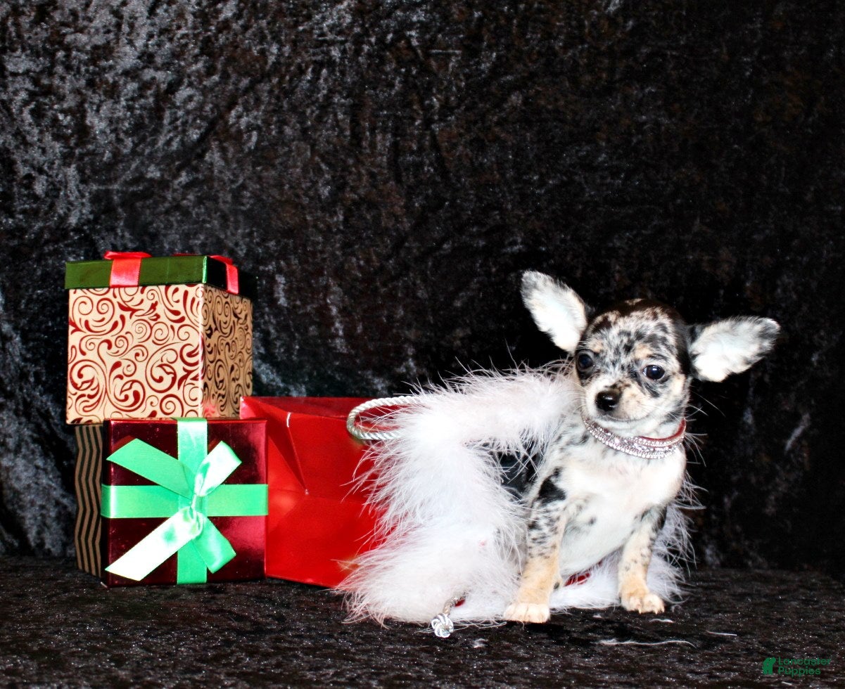 Chihuahua dogs Velma - Ad 39