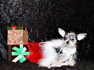 Chihuahua dogs Velma - Ad 39