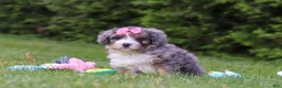 Bernedoodle dogs for sale: Bella  - Ad 3