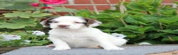 English Springer Spaniel dogs for sale: Cuddles - Ad 5