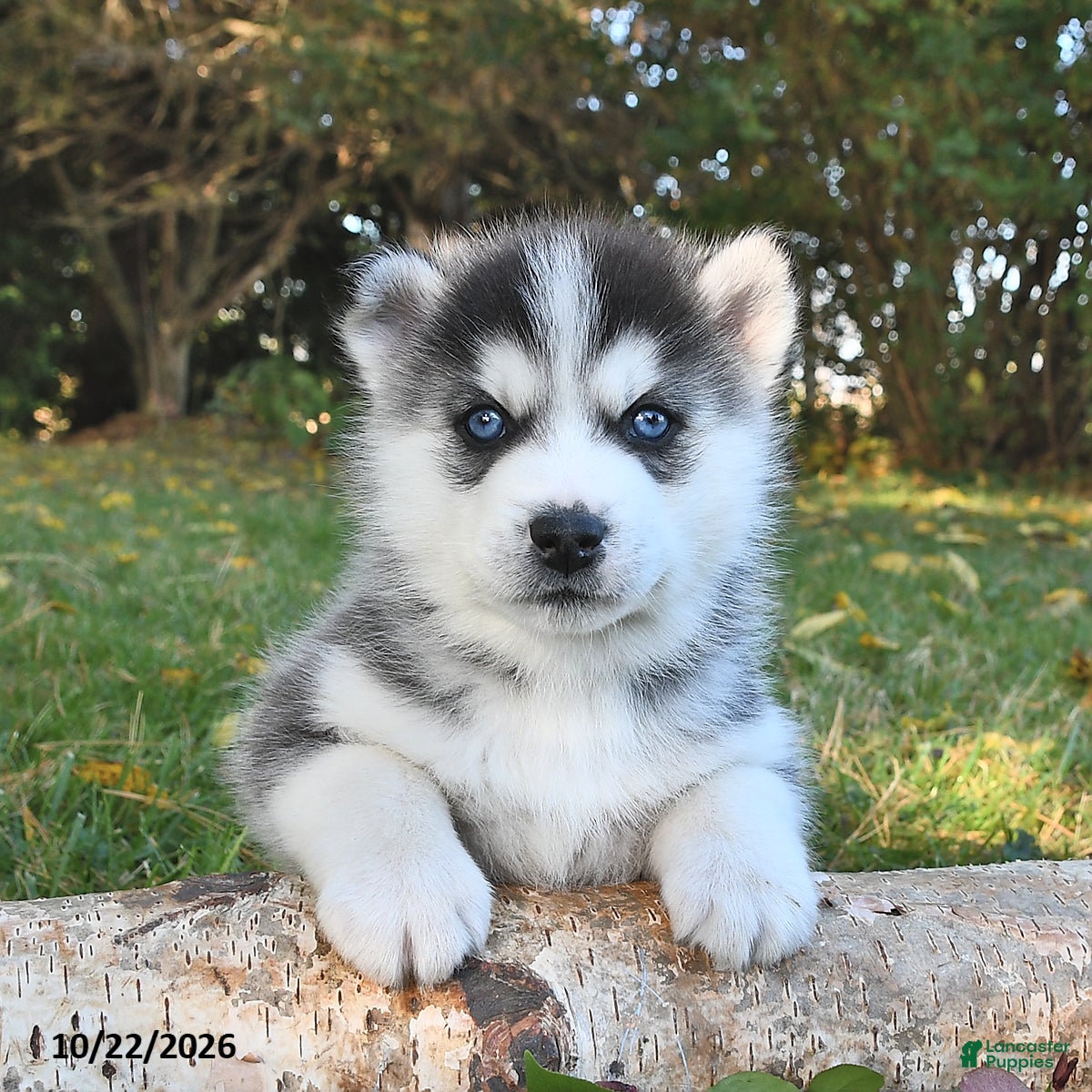 Pomsky dogs for sale: Silver Star  - Ad 1