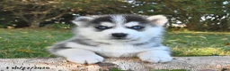 Pomsky dogs for sale: Silver Star  - Ad 1
