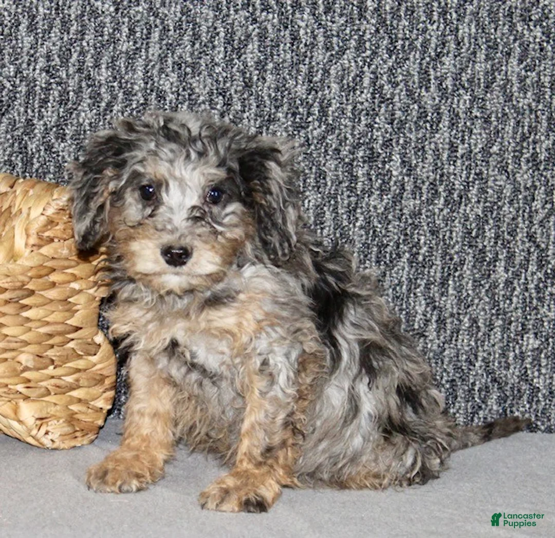 Mixed Breed dogs for sale: Winston - Ad 2